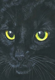 Big-Black-Cat