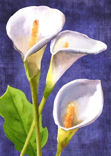 calla-lilies