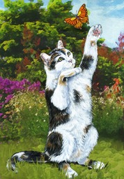 Cat-Butterfly