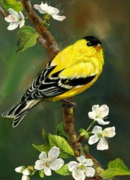 Chubby-Finch