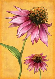 coneflowers