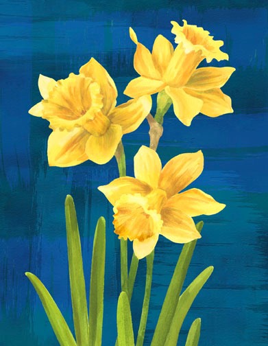 Daffodils