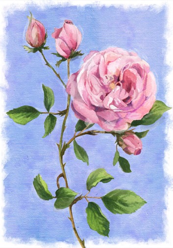 English-Rose