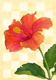 hibiscus