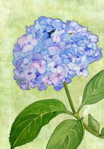 Hydrangea