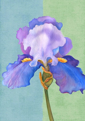 Iris
