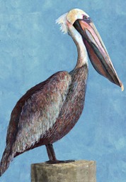 pelican
