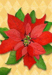 Poinsettia