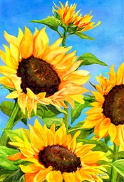 sunflowers